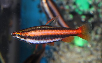 Nannostomus mortenthaleri Purpur-Ziersalmler 