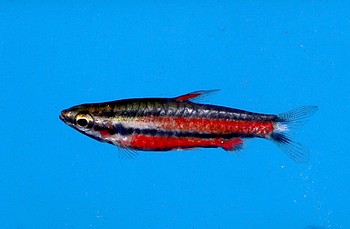 Nannostomus rubrocaudatus 