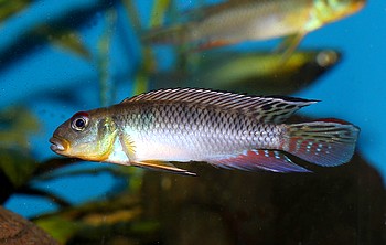 Nanochromis teugelsi 