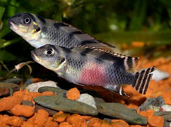 Nanochromis transvestitus