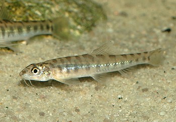 Nemacheilus corica Bergleopardbachschmerle 