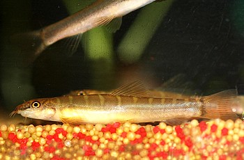 Nemacheilus savona Halbgebnderte Schmerle 