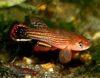 Neofundulus splendidus SANTA CRUS BOL 