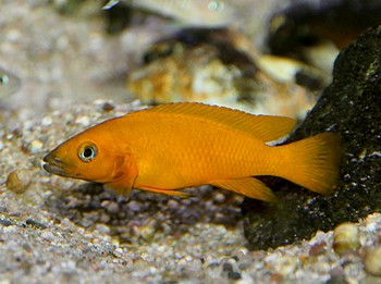 Neolamprologus leleupi Zitronencichlide 