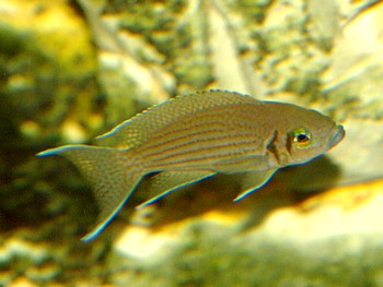Neolamprologus olivaceous Feenbarsch 01