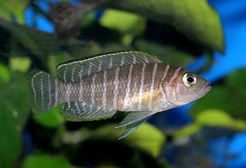 Neolamprologus similis Breitstreifenschneckenbuntbarsch 