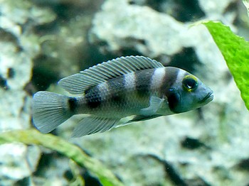 Neolamprologus tretocephalus Fnfstreifen-Tanganjikasee-Buntbarsch 
