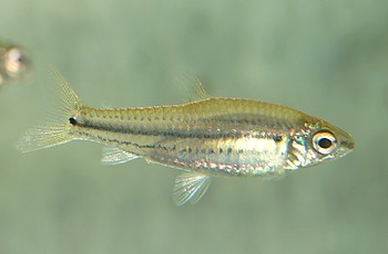 Neolebias trilineatus Afrikanischer Glhlichtsalmler 
