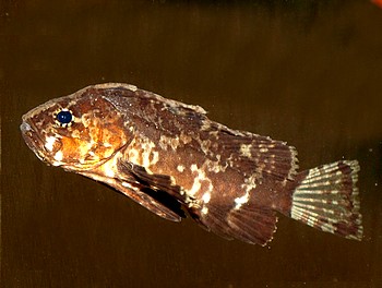 Neovespicula depressifrons Wespenfisch