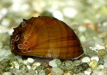 Neritina juttingae Stachlige Rennschnecke