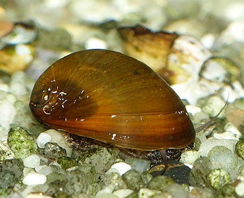 Neritina violacea Neritina violacea