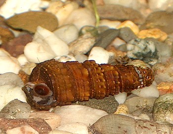 Pachymelania fusca, Afrikanische Turmdeckelschnecke, Swasserschnecke