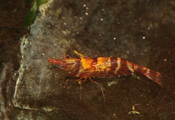 Caridina serratirostris, Ninja-Garnele, Süßwassergarnele Caridina serratirostris, Ninja-Garnele, Süßwassergarnele