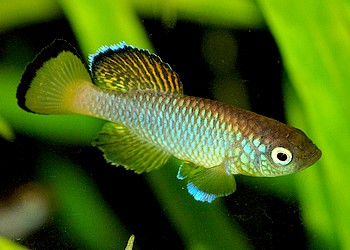 Nothobranchius guentheri, Blue