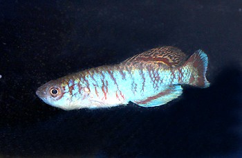 Nothobranchius caprivensis