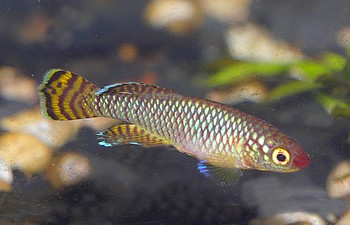 Nothobranchius korthausae