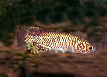 Nothobranchius pinaari 