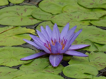 Nymphaea caerulea, Blaue Seerose