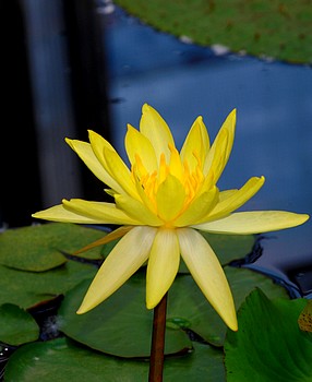 Nymphaea mexicana
