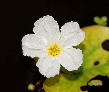 Nymphoides ezannoi, Ezannos Seekanne