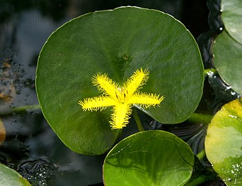 Nymphoides thunbergiana, Thunbergs Seekanne