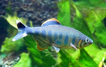 Opsarius ardens Orangenflossenbrbling 