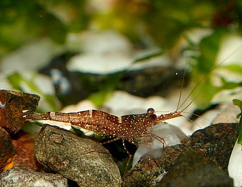Caridina loehae, Orangene Matano-Garnele, Swassergarnele