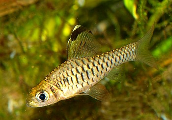 Oreichthys cosuatis Indische Segelflossenbarbe 