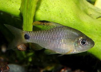 Oreichthys crenuchoides Indische Hochflossenbarbe 