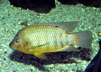 Oreochromis niloticus, Niltilapie