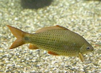 Osteochilus hasselti Nilem 03