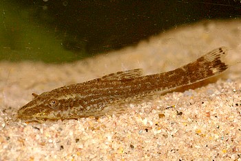 Otothyropsis piribebuy