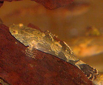 Oxyeleotris marmoratus 01