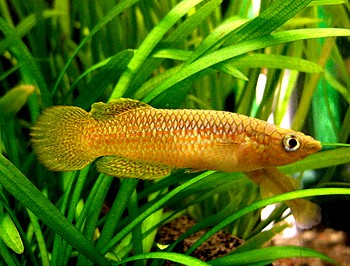 Pachypanchax playfairi Tpfelhechtling