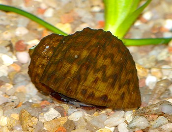 Paludomus loricatus, Bella-Schnecke, Marmorschnecke, Süßwasserschnecke Paludomus loricatus, Bella-Schnecke, Marmorschnecke, Süßwasserschnecke