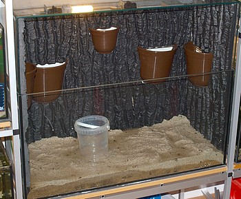 Paludarium 01