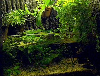 Paludarium 02