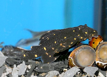 Panaqolus albomaculatus LDA31 