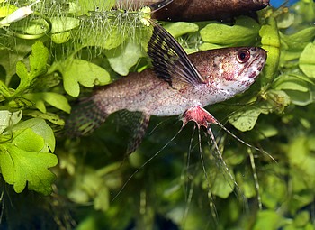 Pantodon buchholzi, Schmetterlingsfisch 