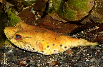 Pao palembangensis Echter Palembang-Kugelfisch 