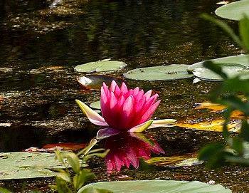 Nymphaea Atropurpurea