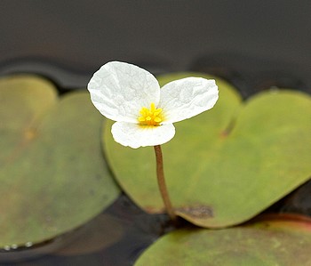 Hydrocharis morsus-ranae, Froschbiss