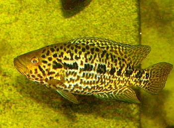 Parachromis managuensis Managua-Buntbarsch 