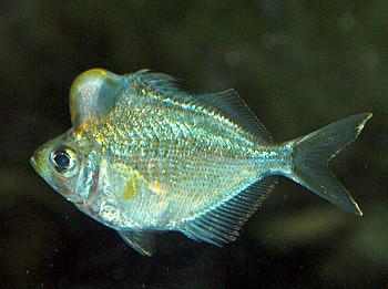 Parambassis pulcinella Buckelkopf-Glasbarsch