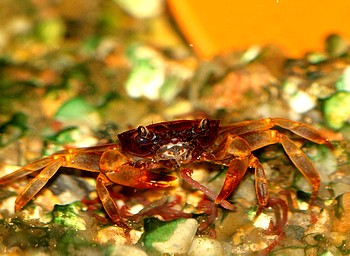 Parasesarma spec Rote Pantherkrabbe 