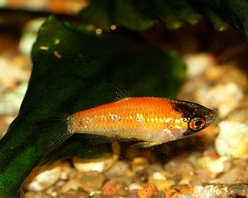 Parasphaerichtys lineatus 