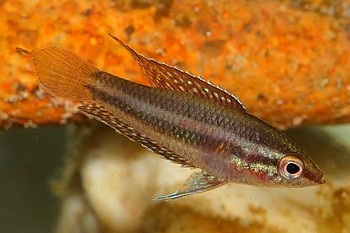 Parosphremenus linkei 