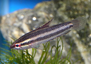 Parosphromenus anjunganensis 