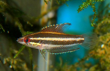 Parosphromenus gunawani 