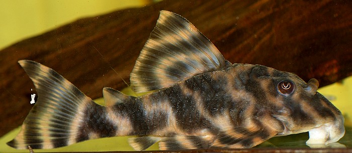 Peckoltia spec RIO UATUMA